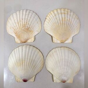 Large Natural Shell Dishes